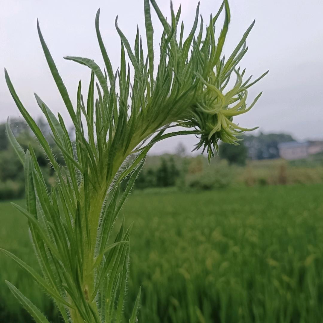 宁