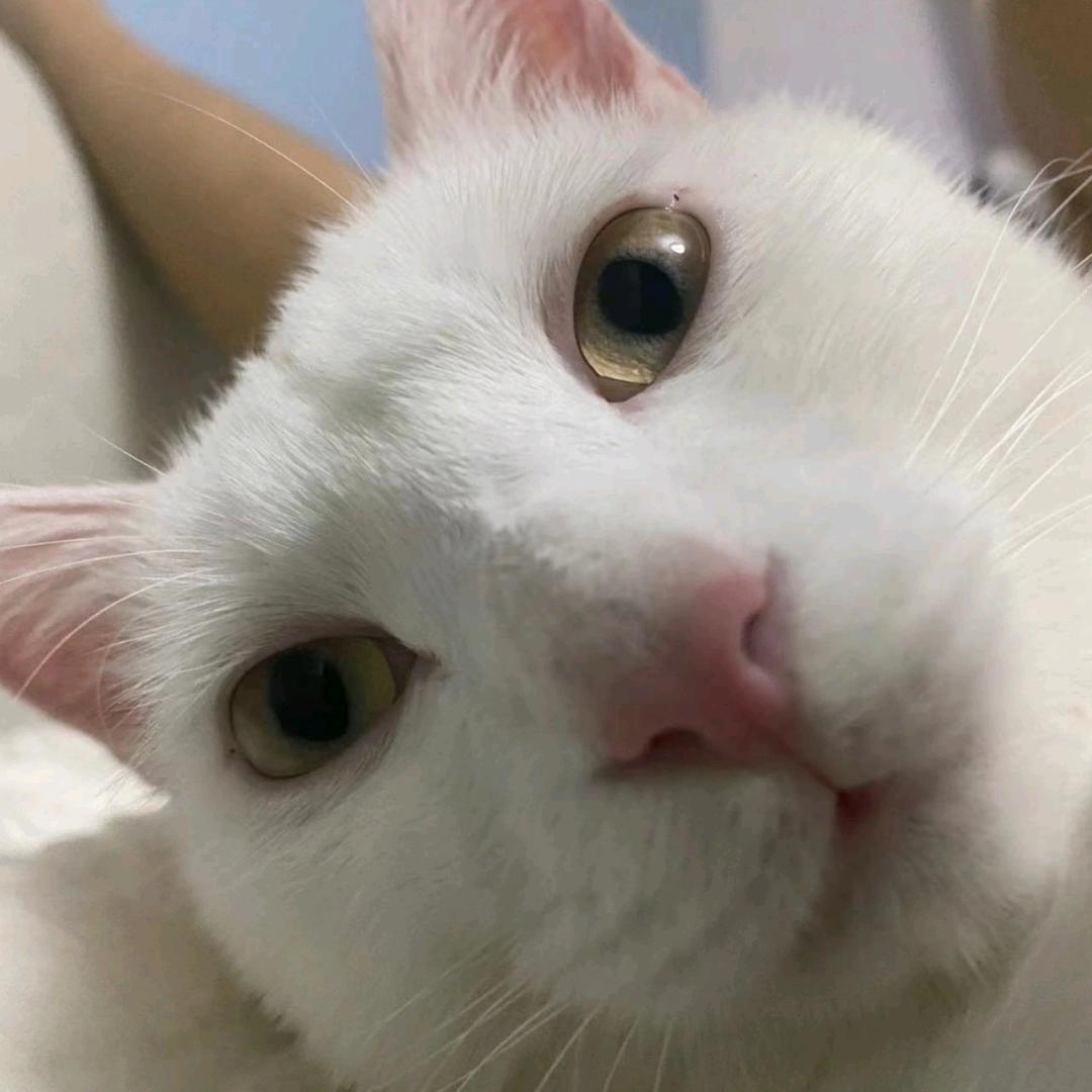 霹雳Kitty家庭猫舍（罗某）