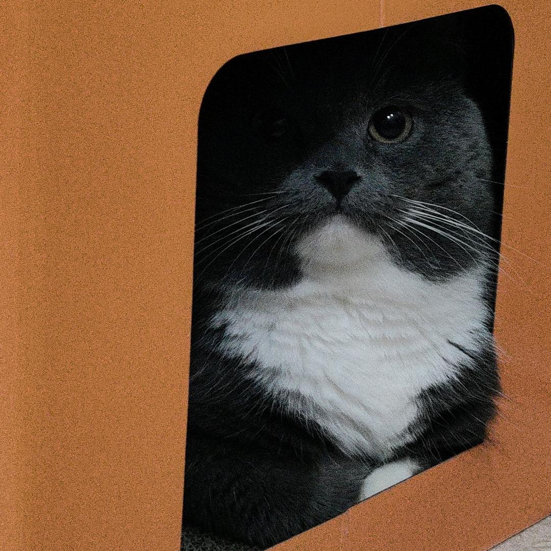 啵啵小肥球🐈🐾