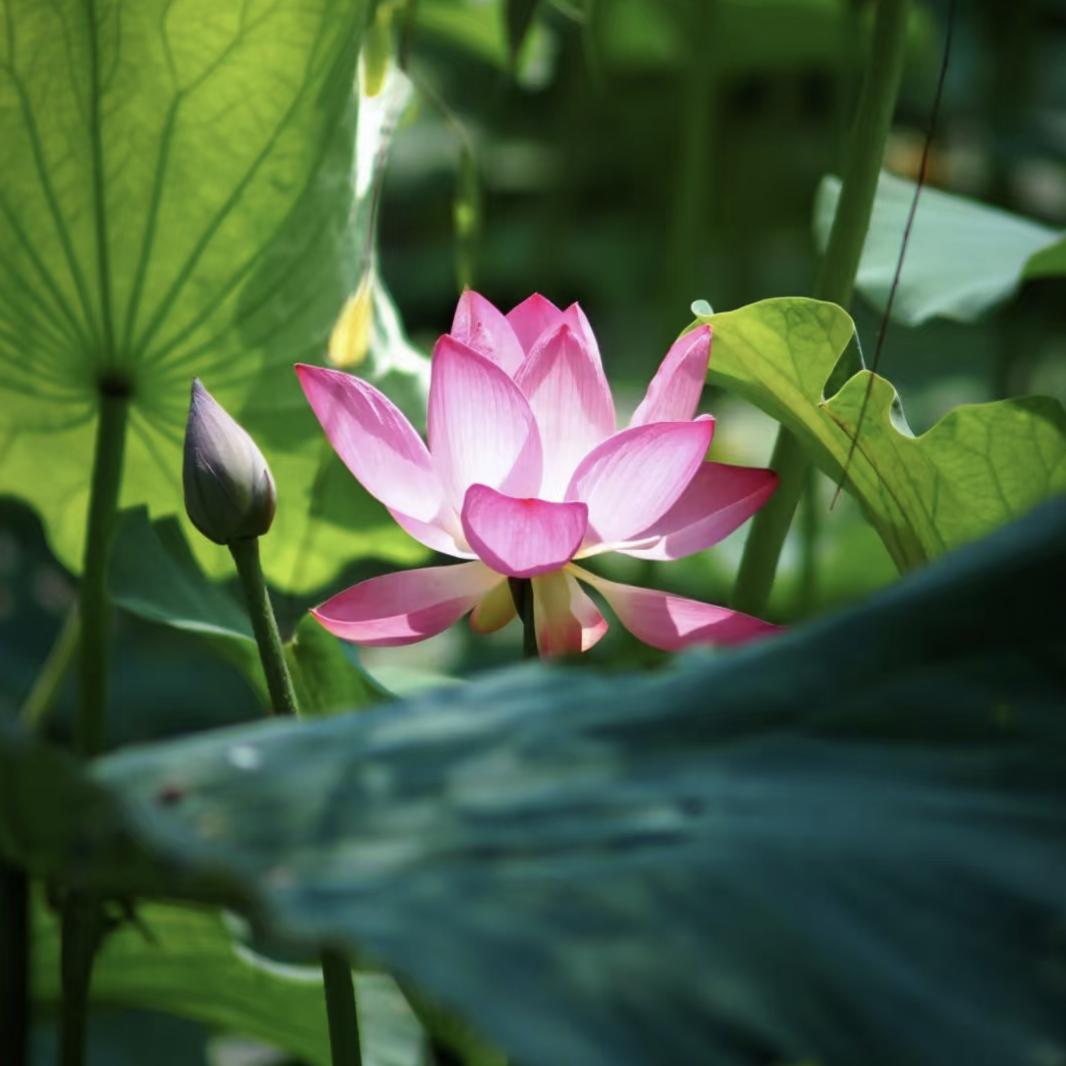花开大富贵