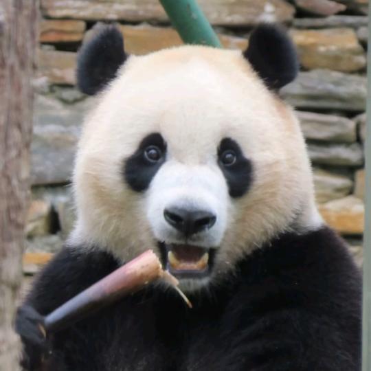 小奇迹（宝力青宝）