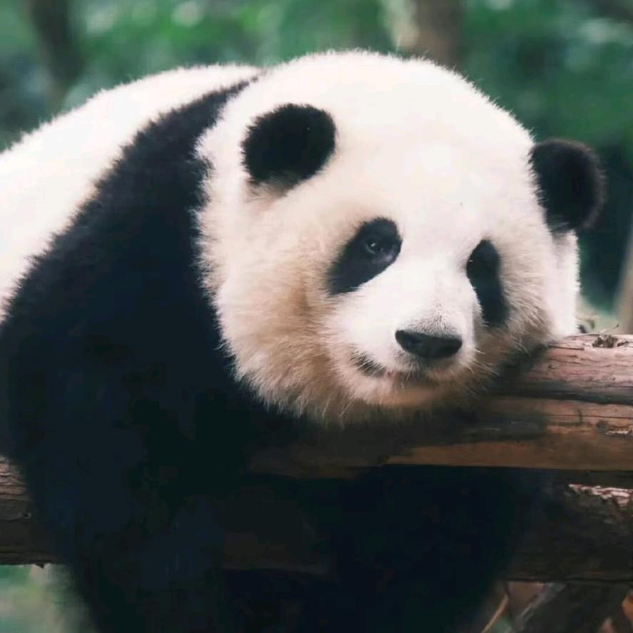 好好学习天天向上头像