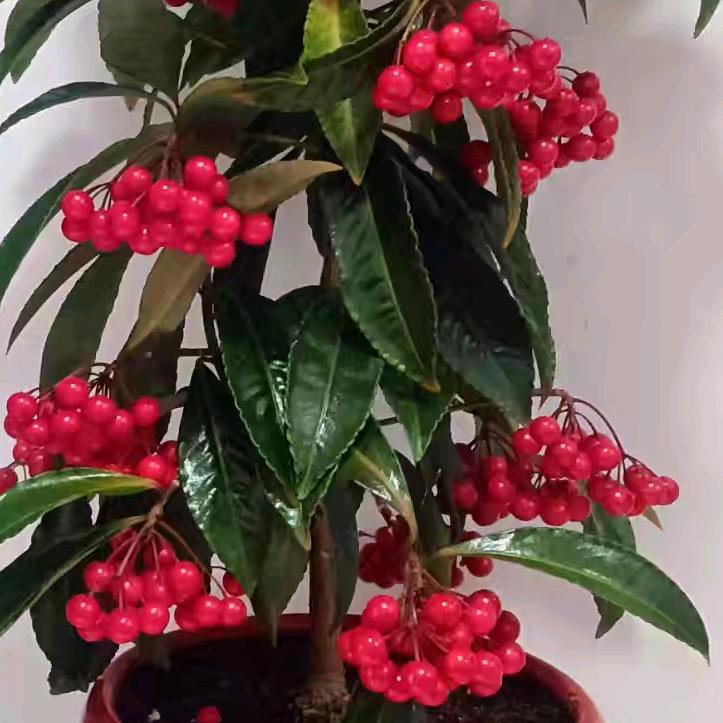 王平：顺发