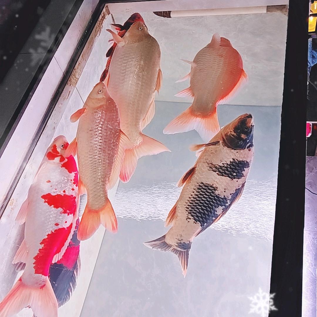 日鲤万基