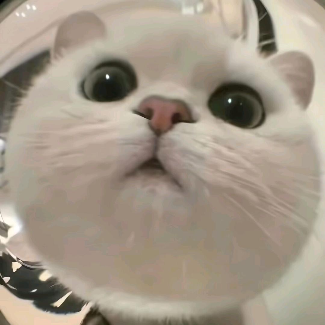 困猫