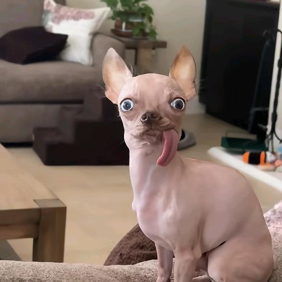 拉个大的