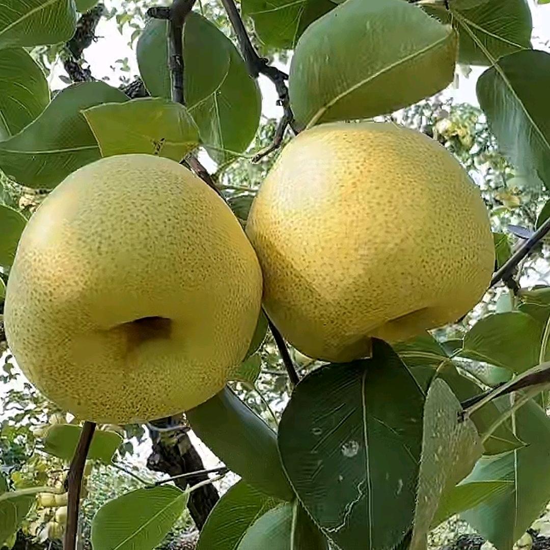 暖阳优选