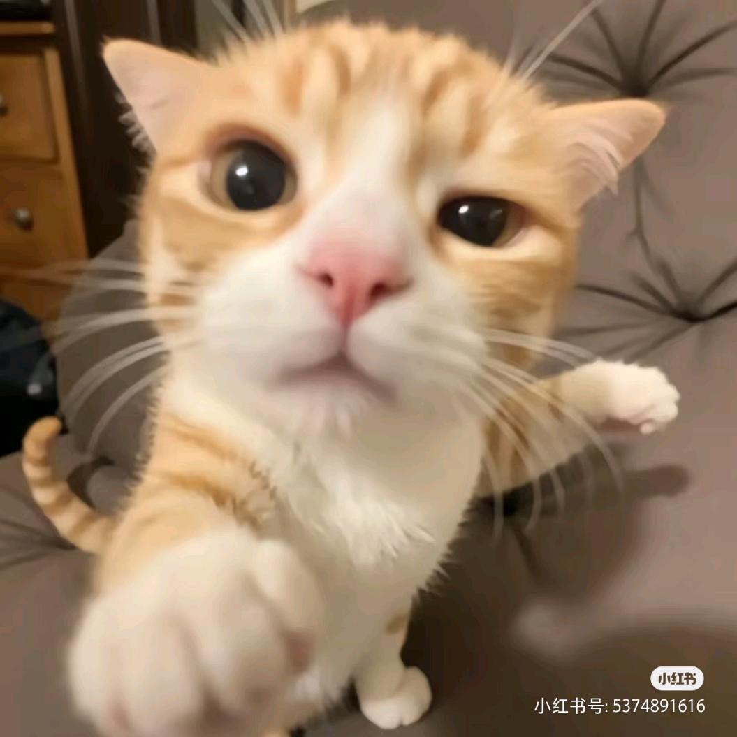 😺😽😸😻😼