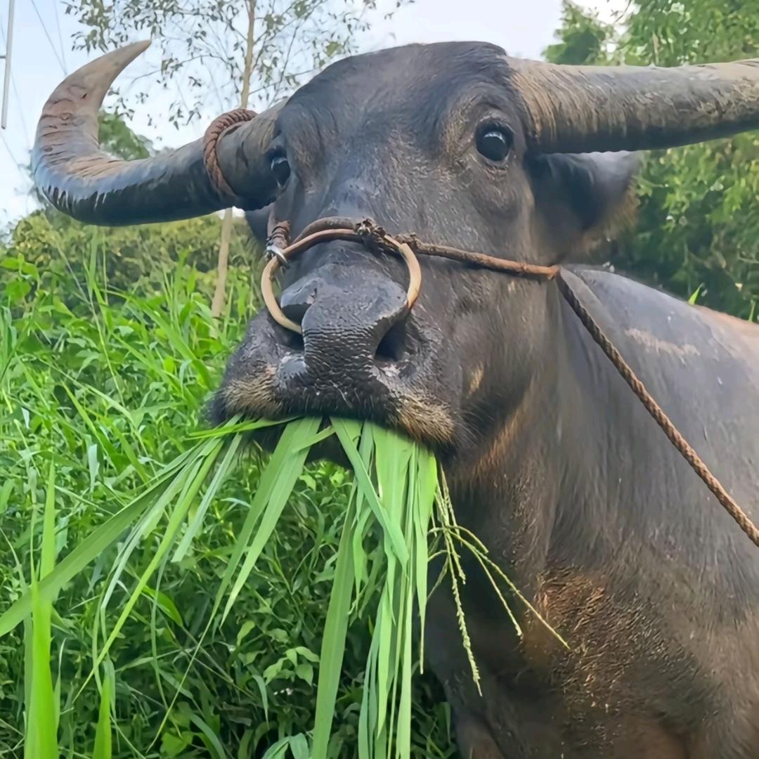 牛（好孩子版）