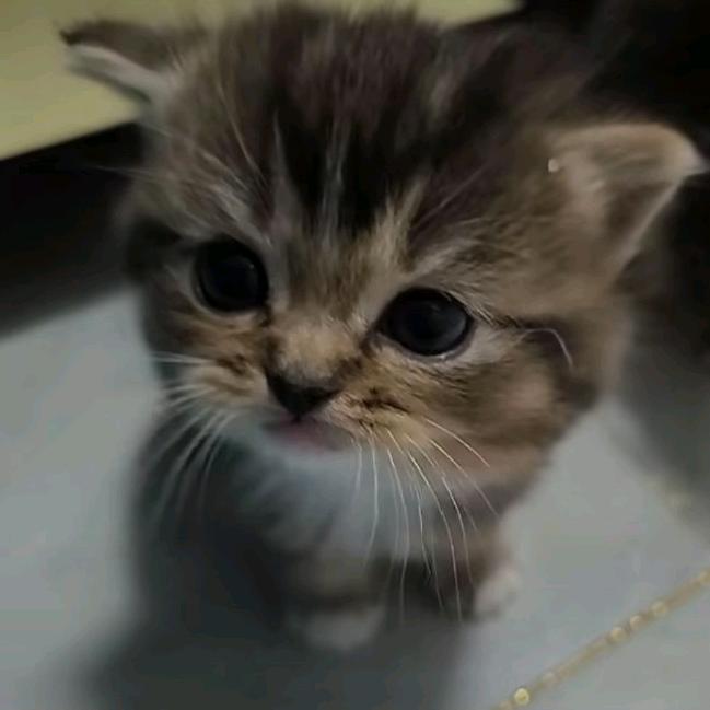 小猫堡