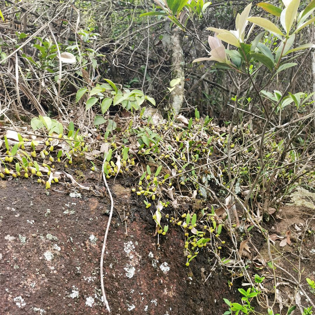 晚睡得古玩儿（无米）