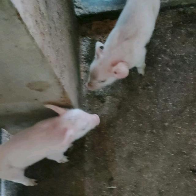 阿妹