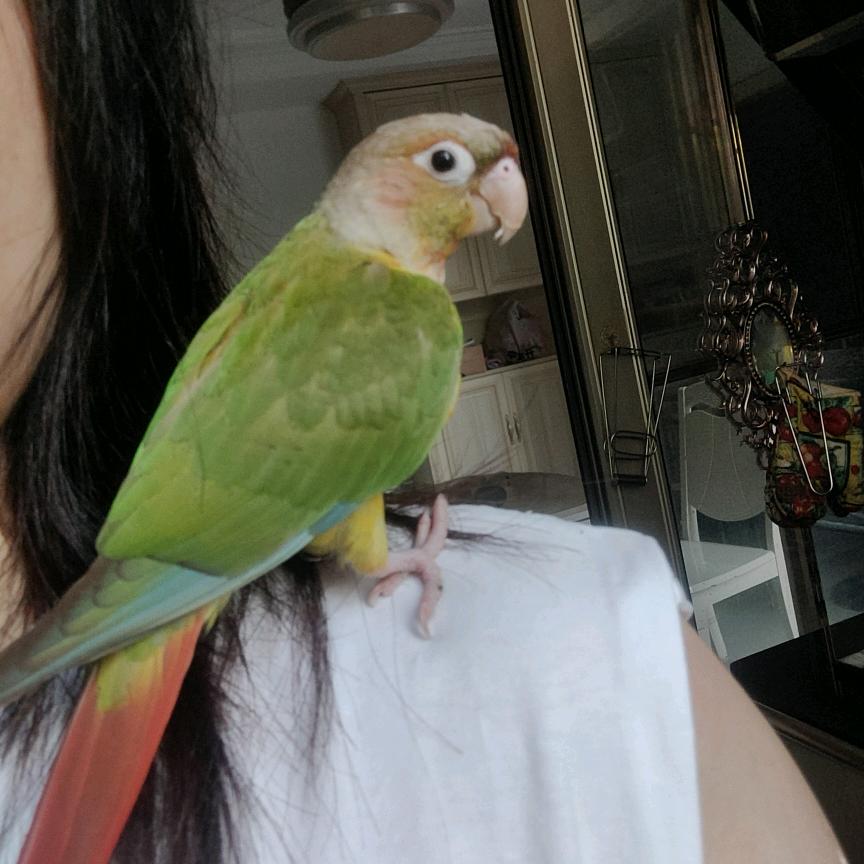 萤丞妈妈爱养🦜