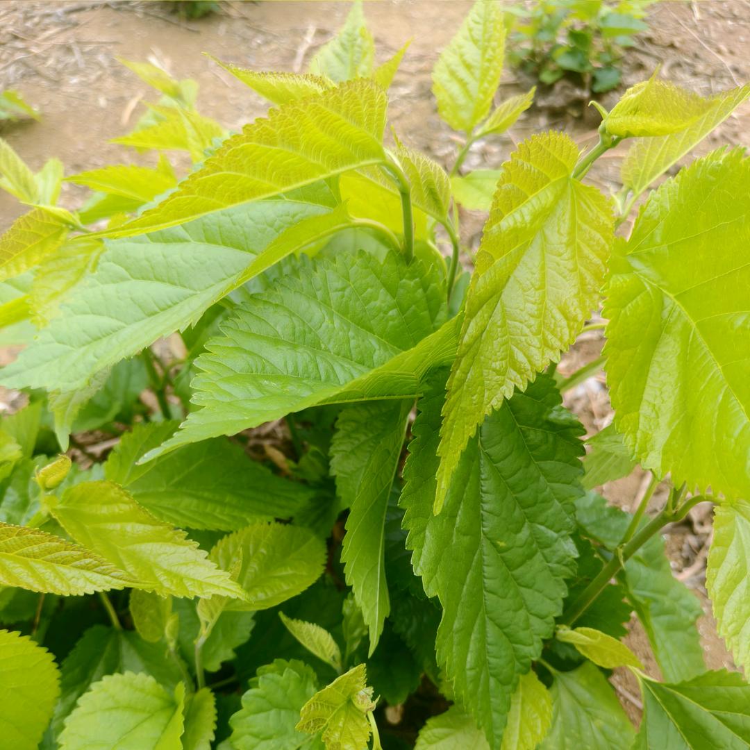 酒店特色菜伟仔