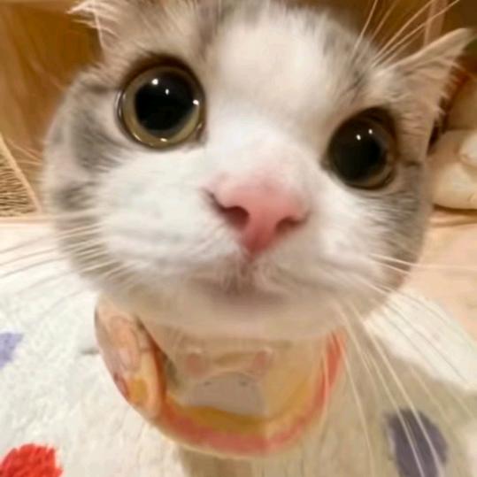 考拉🐨