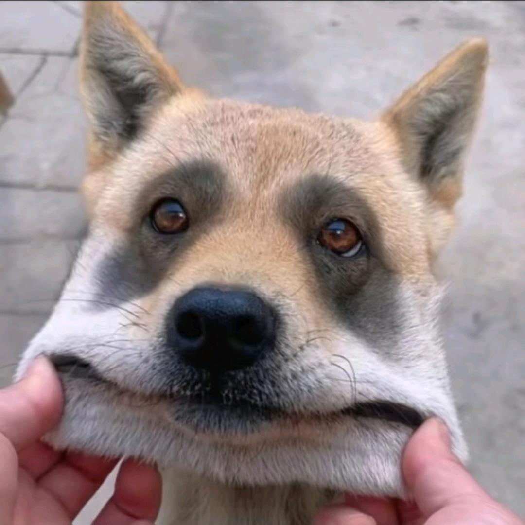 楊先生              🕷️