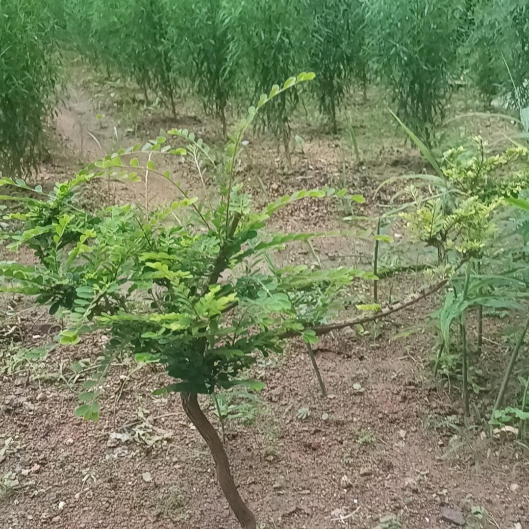 研究真功夫