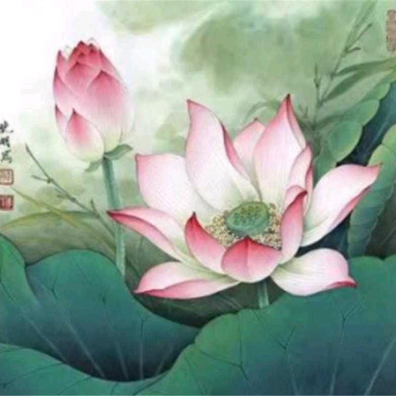清苹姐姐