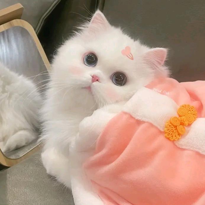 不做心碎小猫