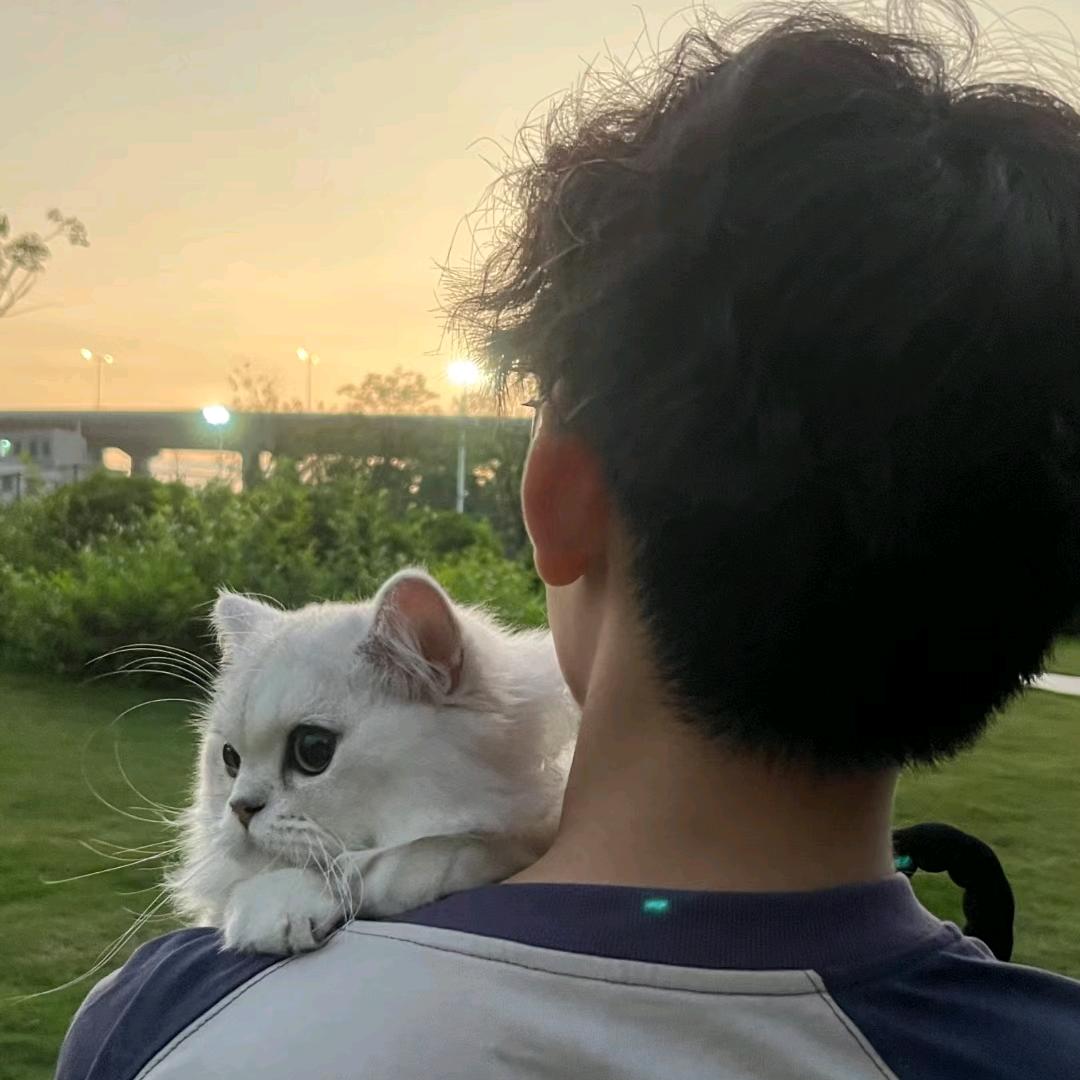 冬泽的猫