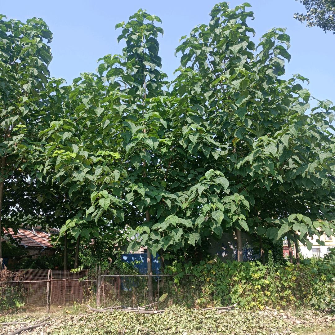 岁月如金