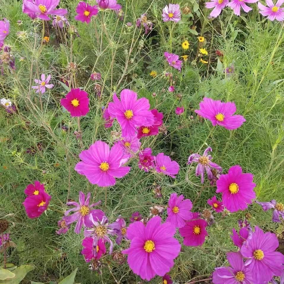 玥芮艺奶奶
