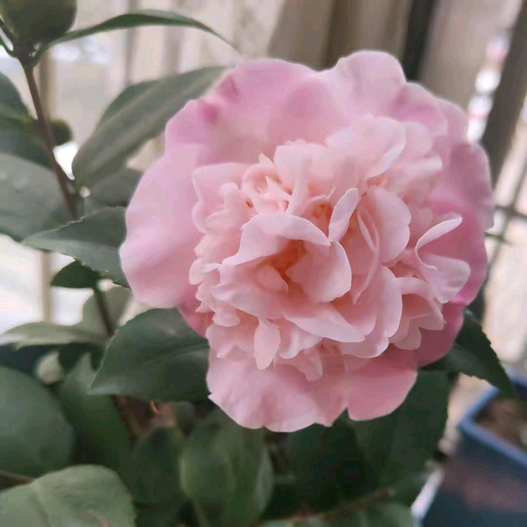 仙哥