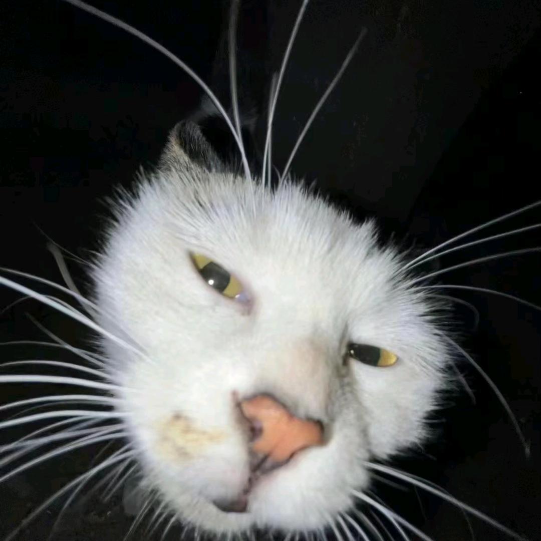 zyyyrl