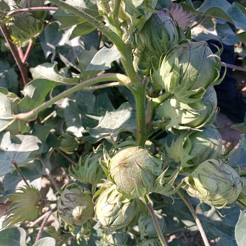 首需土壤改良