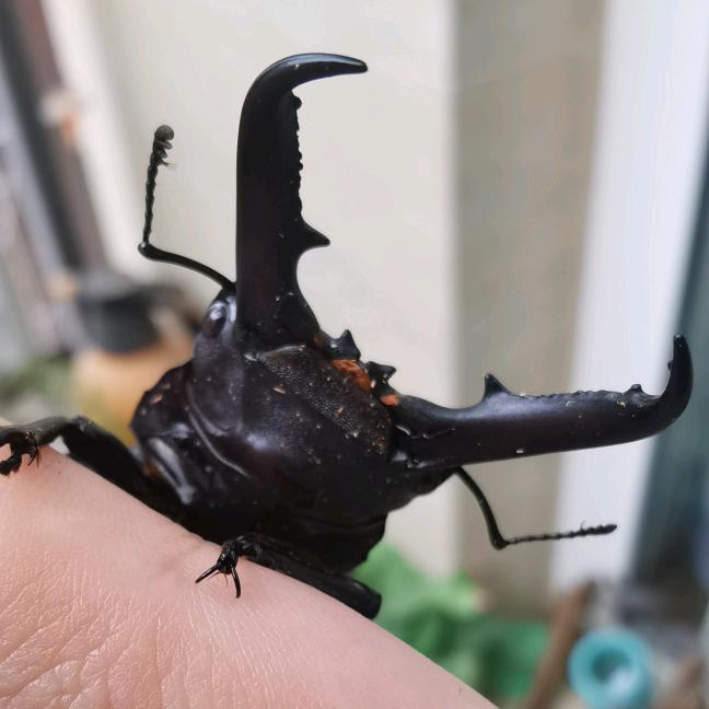阿鲁