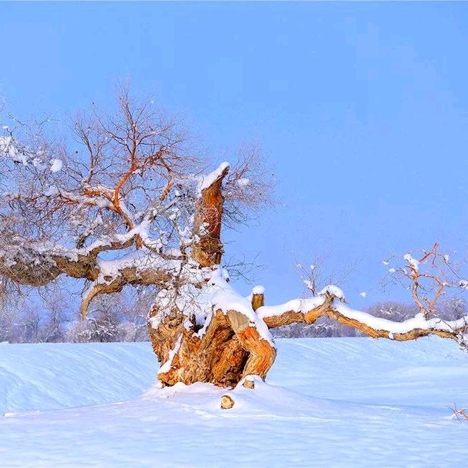 雪落乔木故作春