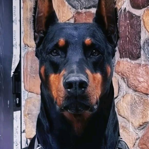 杜宾犬黑虎