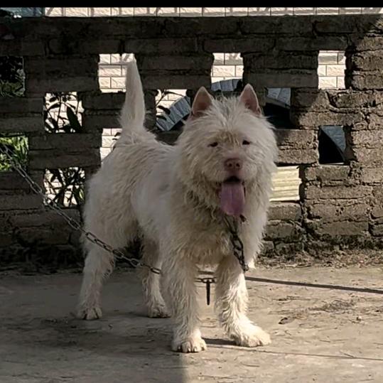 贵州睿麒下司犬繁育基地