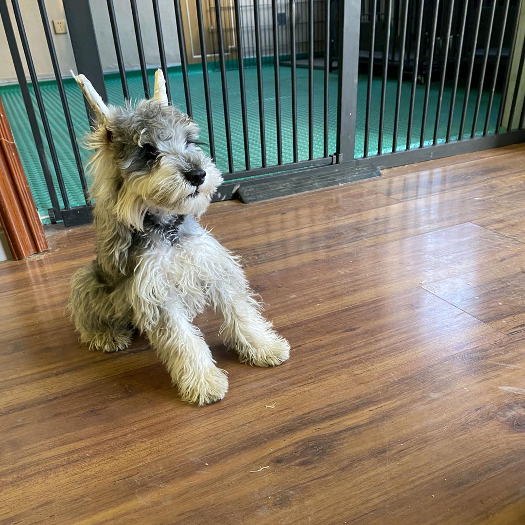 诚达爱养犬