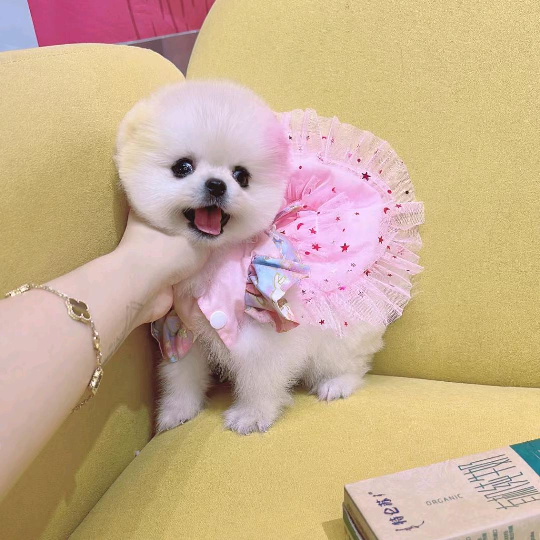 i♡曦宠物