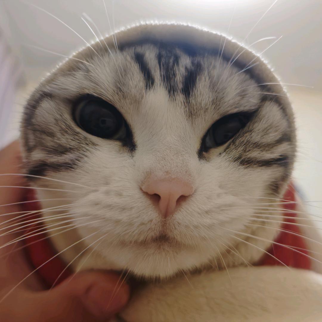 烦羊羊