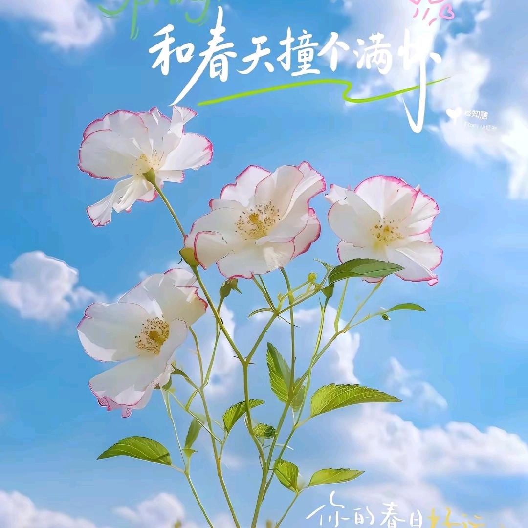 入青云🌸