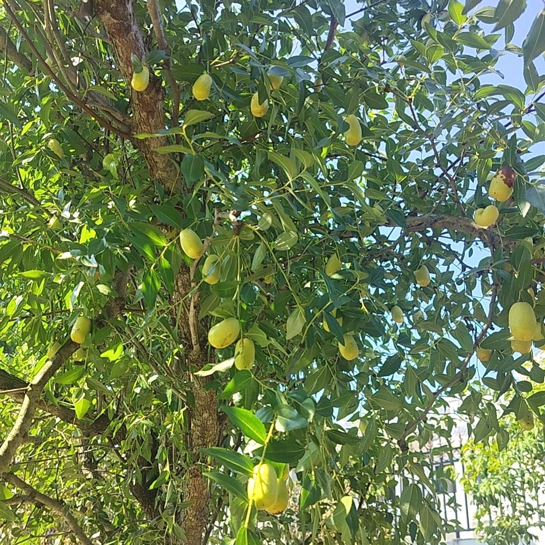 素颜