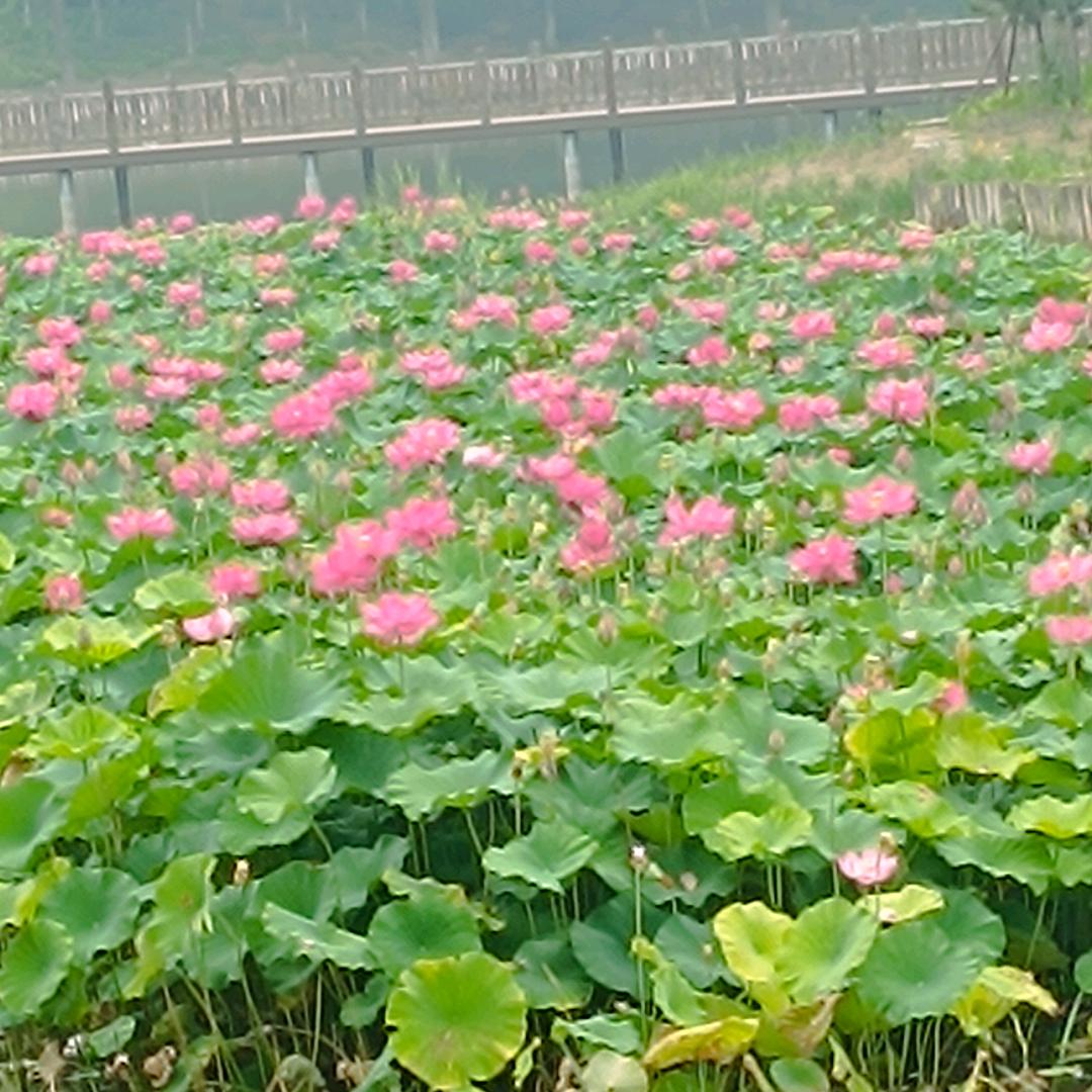 宇硕