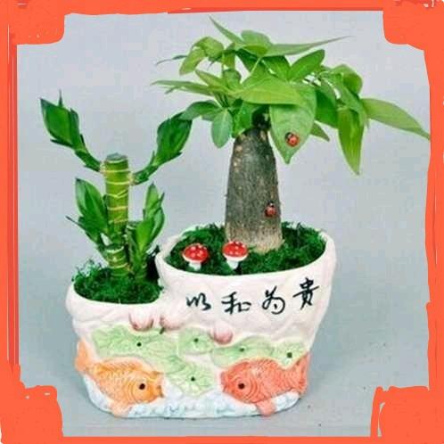 萍聚