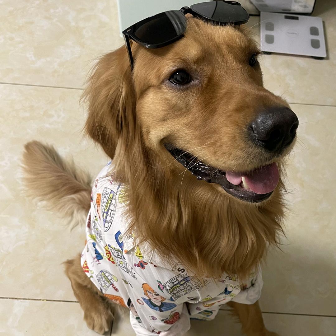 🐶🐕小八和二狗子