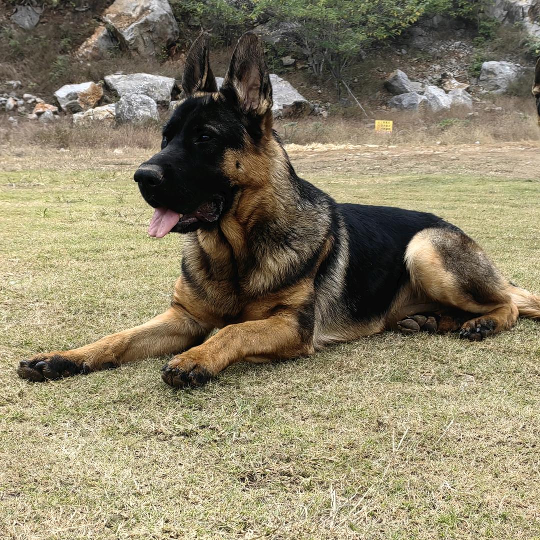 农村大集逛狗市