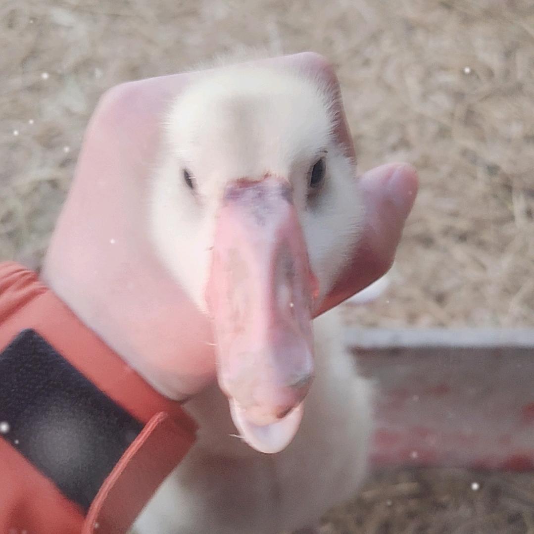 鸿运鹅苗