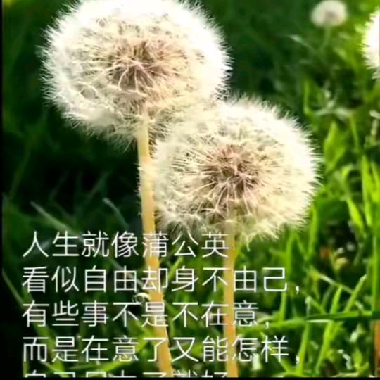 人生就像蒲公英