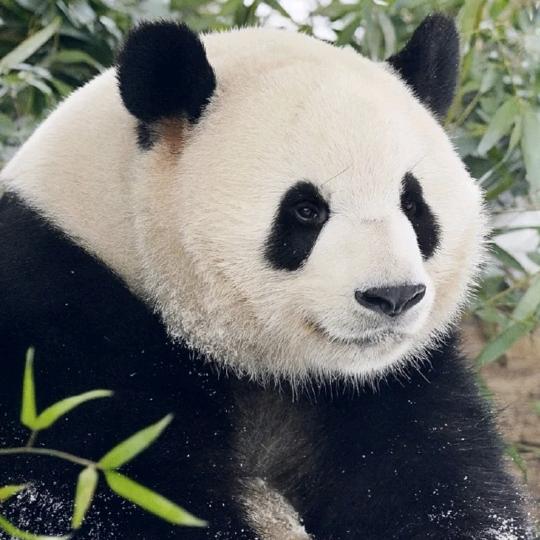 李子