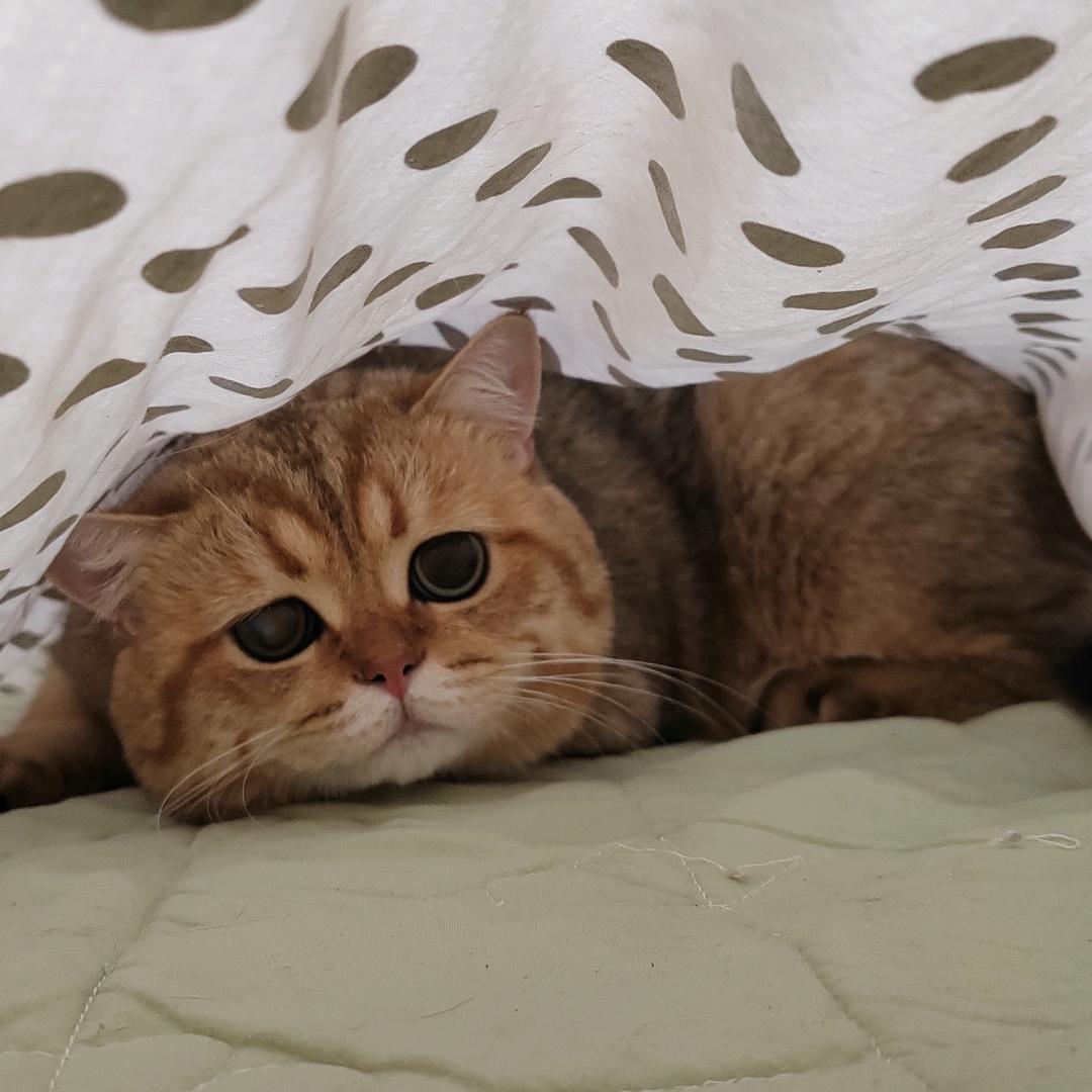 杺