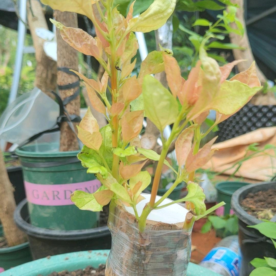 海北海三角梅-海哥