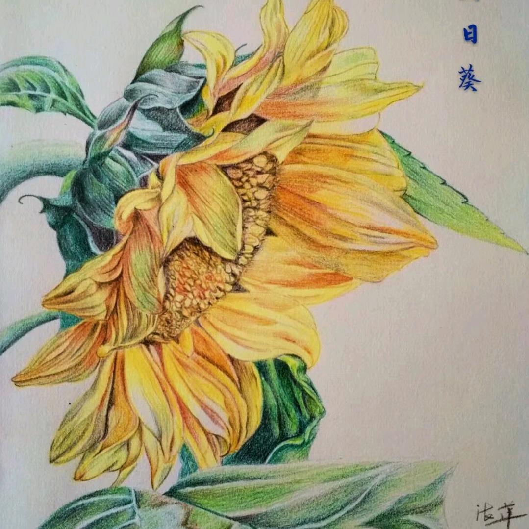 萍儿手绘