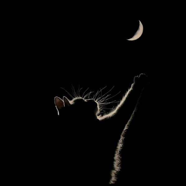 一个爱钓鱼的小厨子