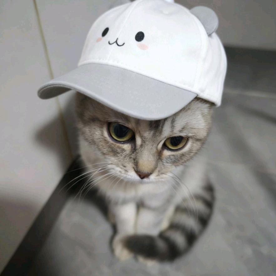 为什么叫我鱼🐟